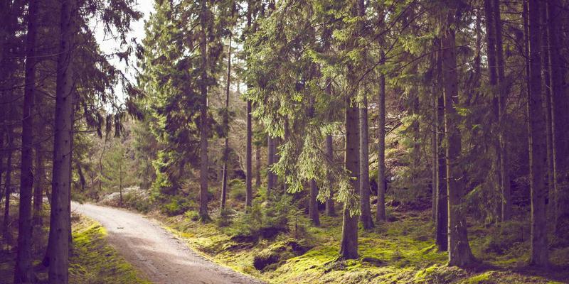 35网50:虚拟主机与主机托管服务的明智之选